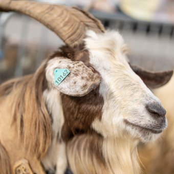 Marché de Vallouise