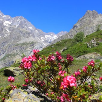 Pré de Madame Carle